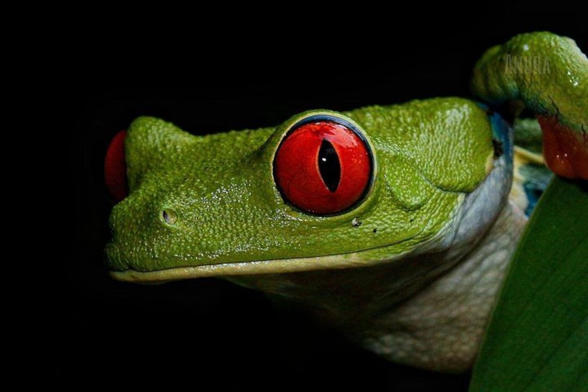 A close-up of a green frog with red eyes. 3