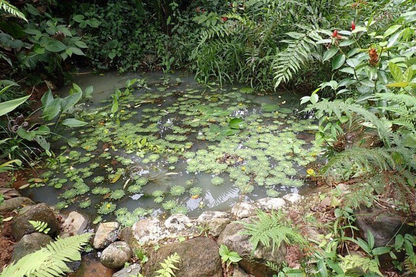 A pond with lily pads, surrounded by rocks and ferns. 2