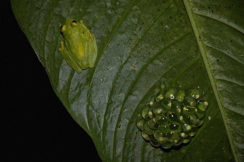A frog on a leaf and a cluster of frog eggs. 5