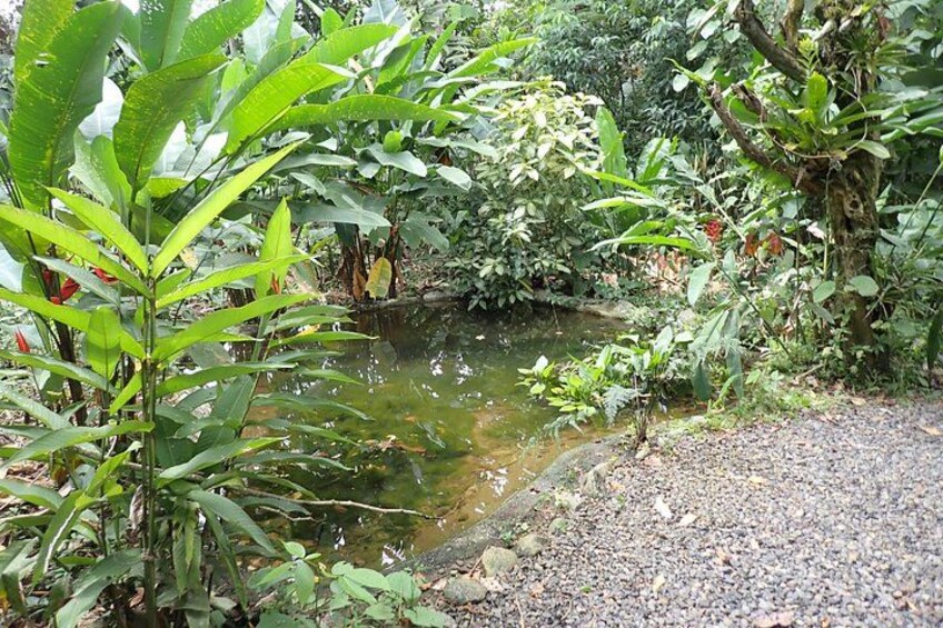 A small pond surrounded by lush greenery and a gravel path. 4