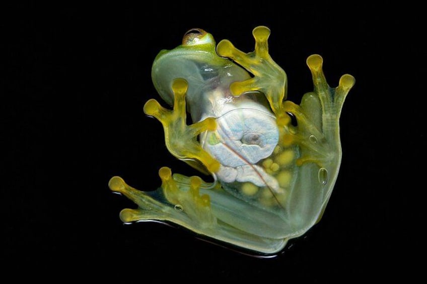A transparent frog with green and yellow hues against a black background. 2