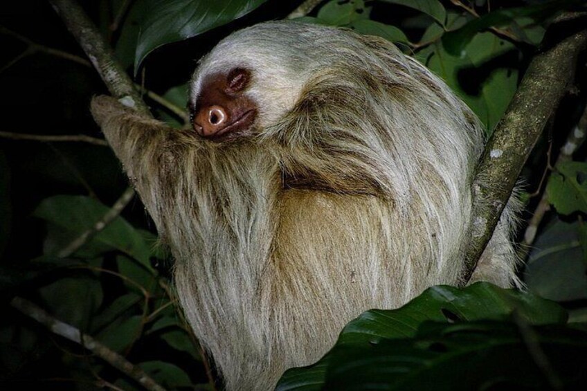 A sloth hanging from a tree branch. 2