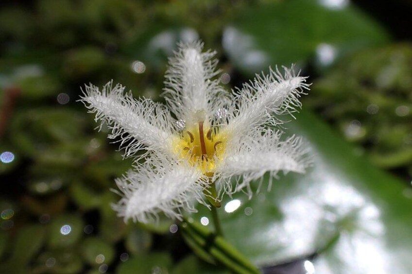 A white flower with yellow center and fuzzy petals. 3