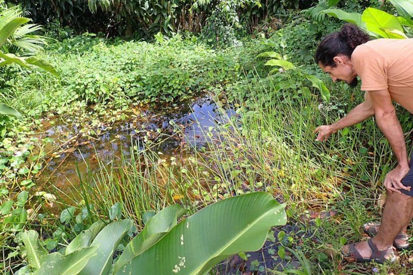 A person examining a pond surrounded by lush greenery. 2