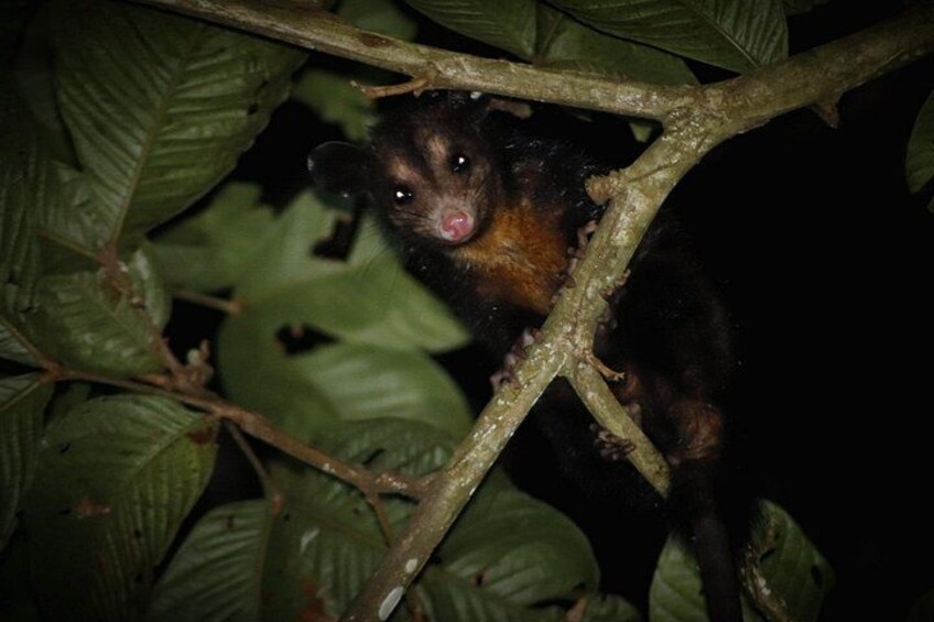 A curious opossum looks out from the trees 2