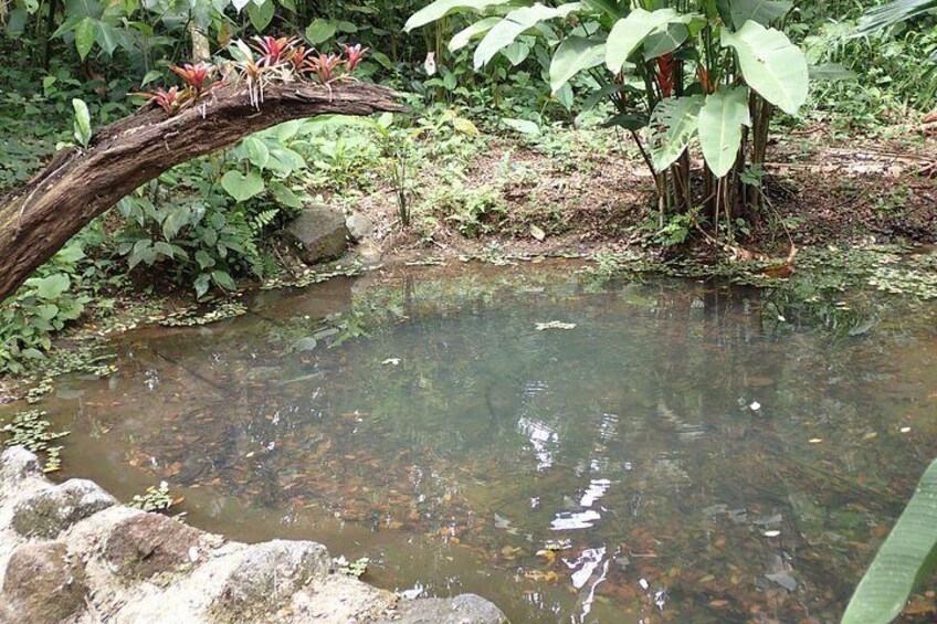 A pond with clear water, surrounded by rocks and vegetation. 3