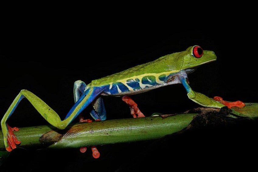 A green frog with blue and red markings on a branch. 1
