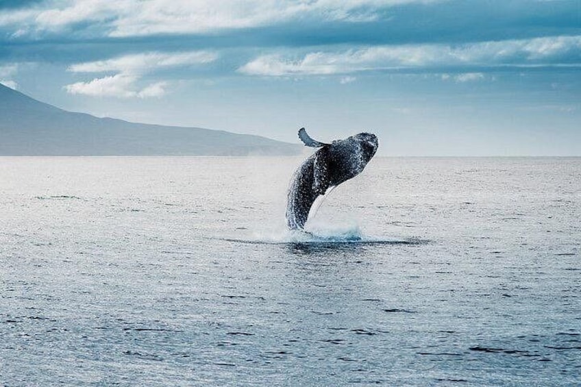 A whale breaching the ocean surface. 3