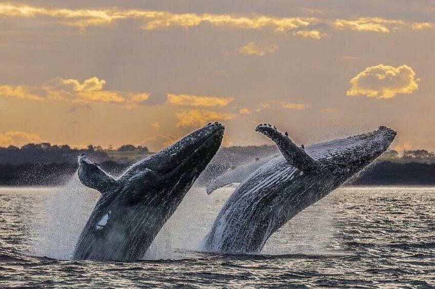 Two whales breaching the water surface. 2