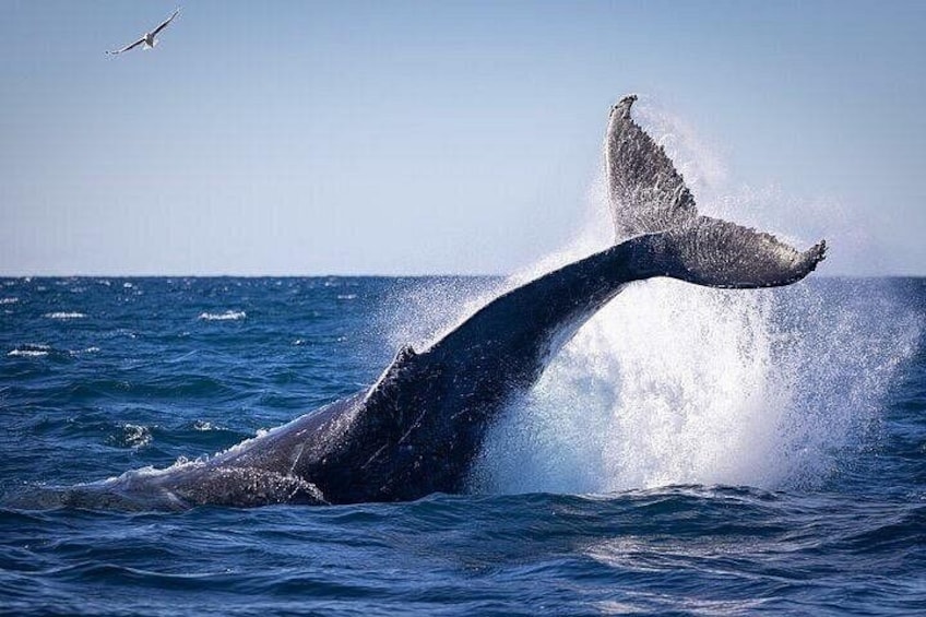 A whale breaching with its tail above water, a bird flying in the sky, and the ocean. 1