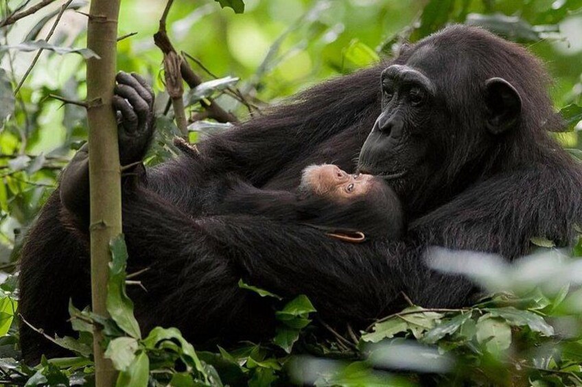3-Day Luxury Gorilla and Chimpanzee Trek in Rwanda 3