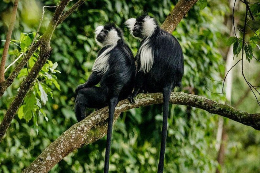 3-Day Luxury Gorilla and Chimpanzee Trek in Rwanda 2