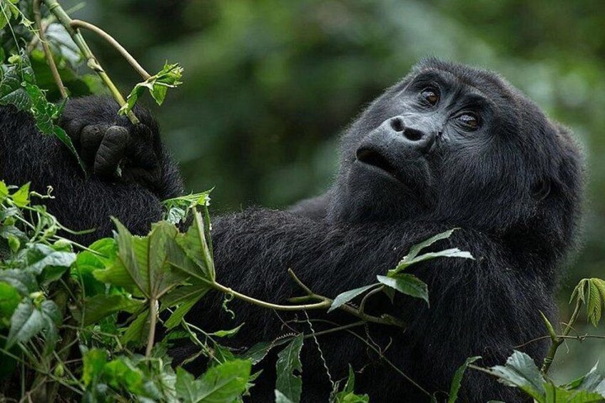 A gorilla amidst dense foliage. 1