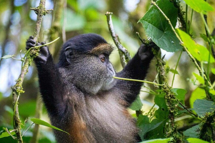 3-Day Luxury Gorilla and Chimpanzee Trek in Rwanda 4