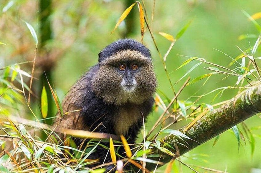 A monkey in a natural setting with green foliage and branches. 5