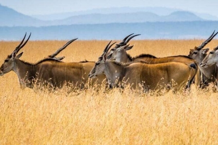 Wildebeest 3 Days Masai Mara Landcruiser Jeep Safari 2
