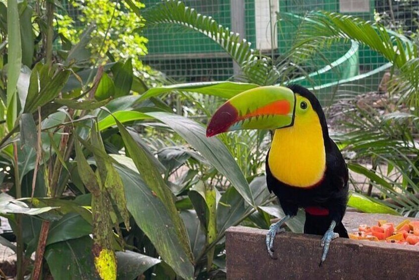 Private Bridge Macaw Market and Hiking Adventure 2