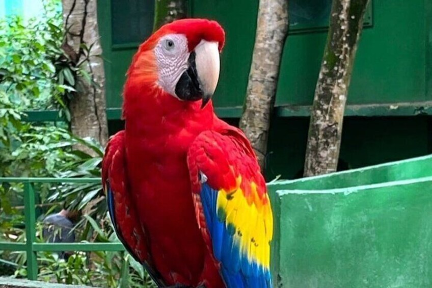 Private Bridge Macaw Market and Hiking Adventure 3