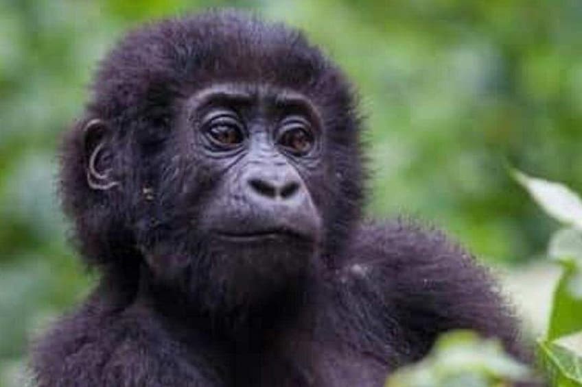 A gorilla in a natural setting. 5