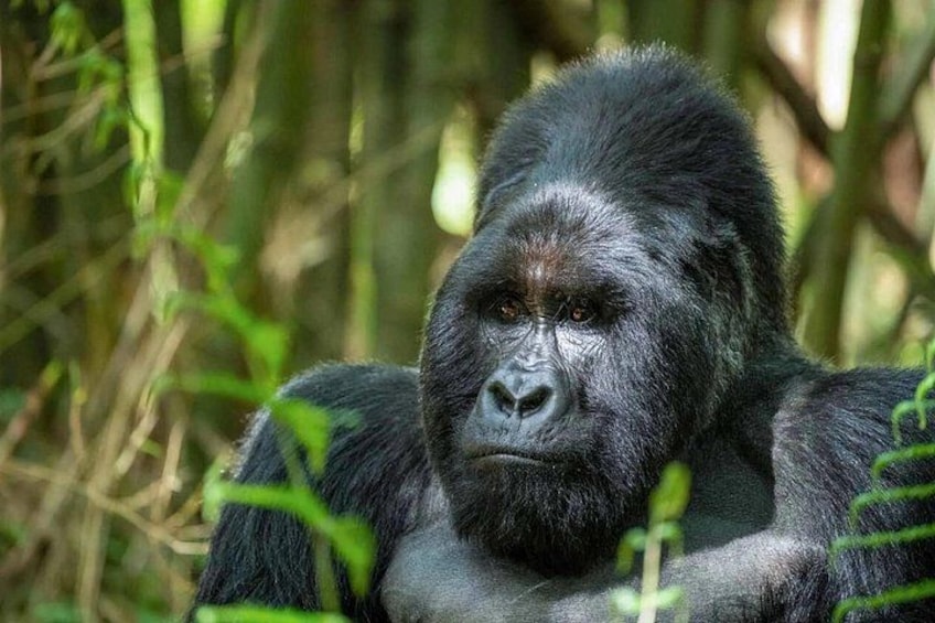 A gorilla in a natural habitat with dense foliage. 2