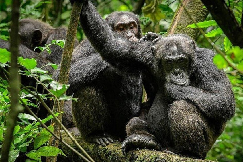 Gorillas in a forested area with dense foliage. 3