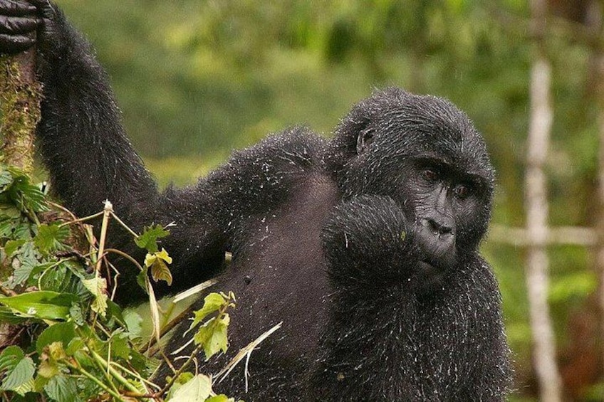 A gorilla in a natural habitat with dense foliage. 4