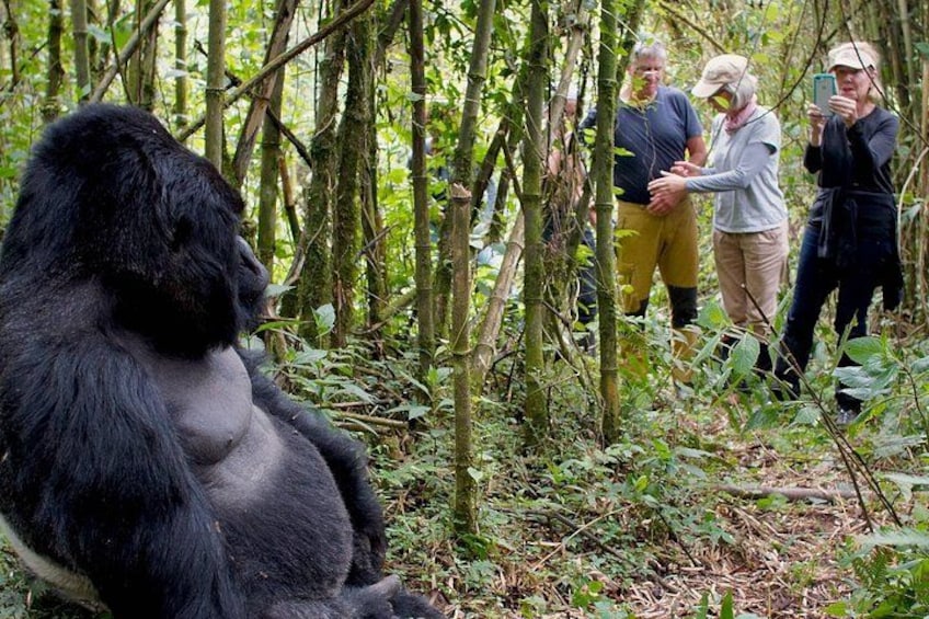 A gorilla sitting in a forest with people observing. 1
