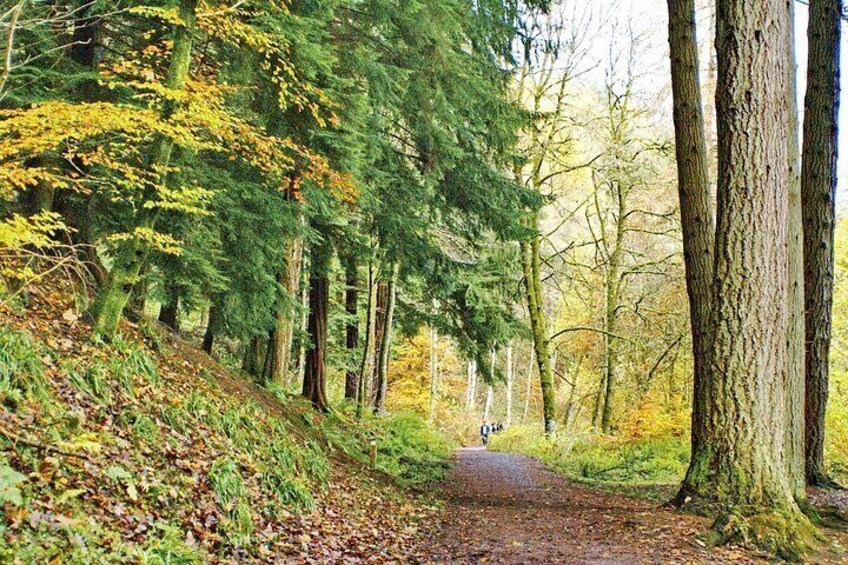 Un sendero en el bosque, con árboles altos y hojas caídas. 2