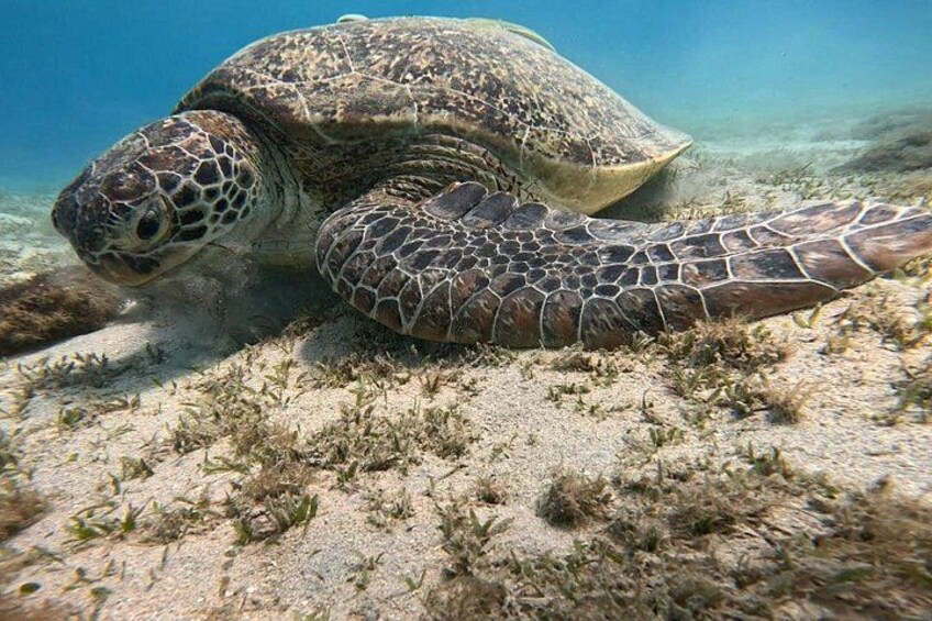 Een zeeschildpad op een zanderige zeebodem met enkele waterplanten. 2