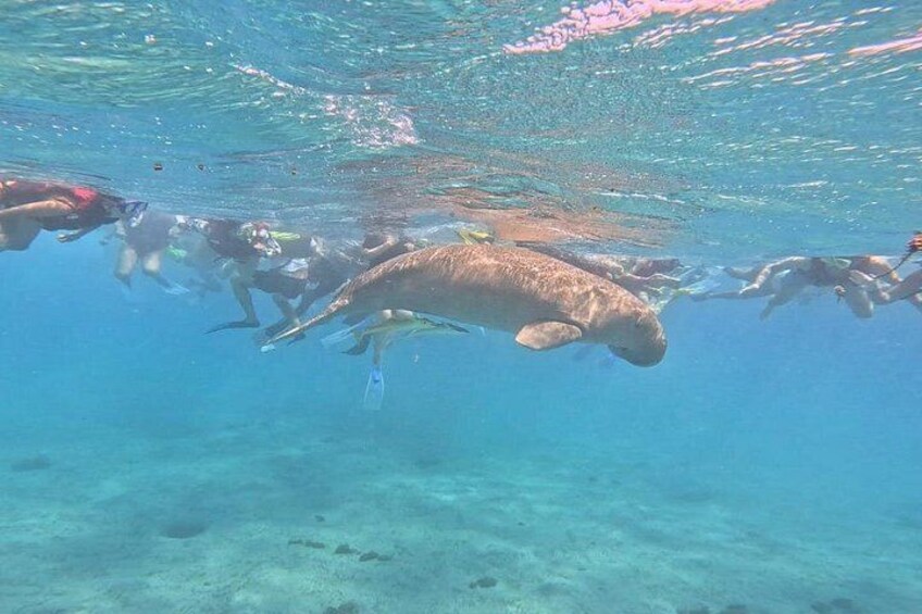 Een manaat zwemt onder water met snorkelaars. 3