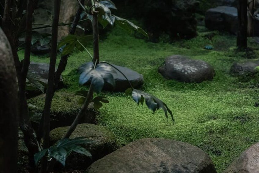 A mossy garden with rocks and a hanging plant. 2