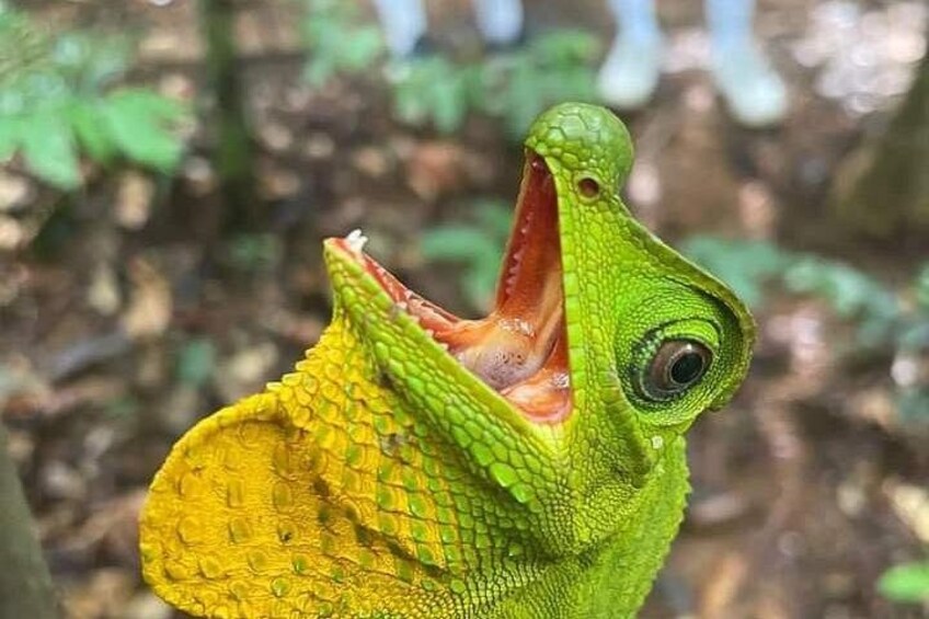 A green chameleon with its mouth open, displaying its tongue and teeth. 2