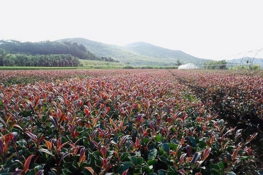 A field of crops with green and red foliage, a greenhouse in the background, and hills in the distance. 1
