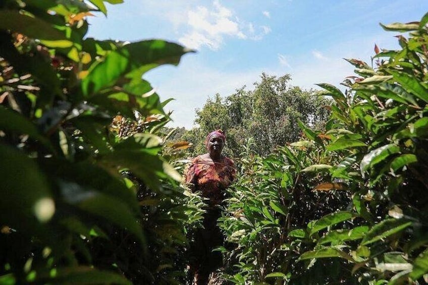 A person standing amidst dense foliage with a clear sky in the background. 3