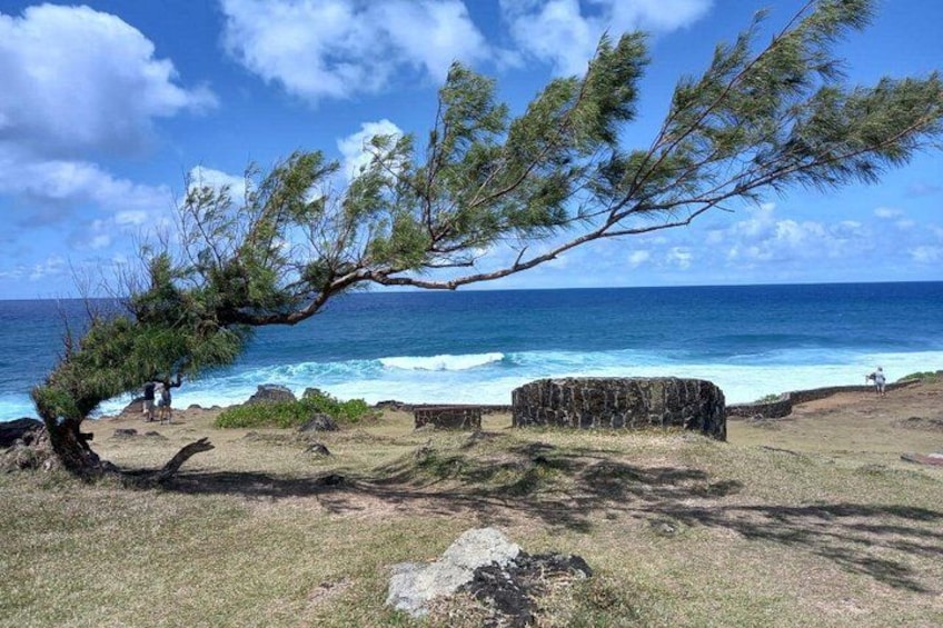 A coastal landscape with a leaning tree, rocky outcrops, and the ocean. 4
