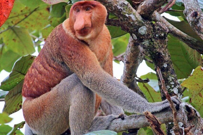 Bongawan River Cruise Proboscis Monkey, SkyMirror, Fireflies 1