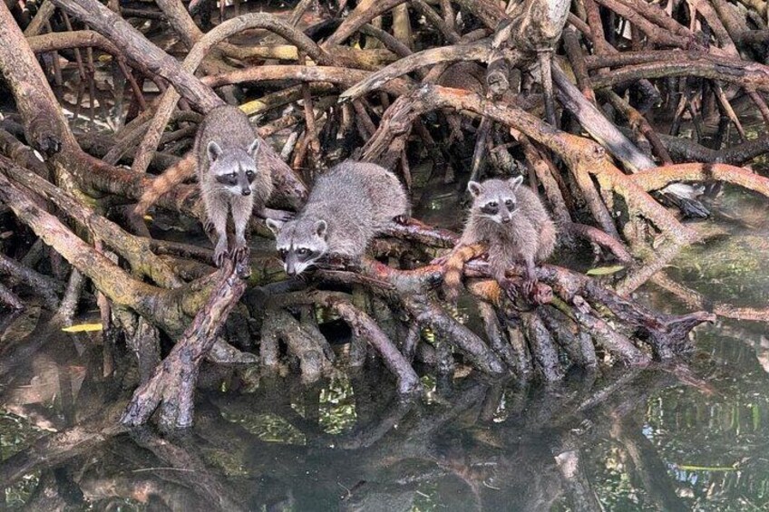 Baru White Beach Tour with Snorkeling Raccoons and Mangroves 3