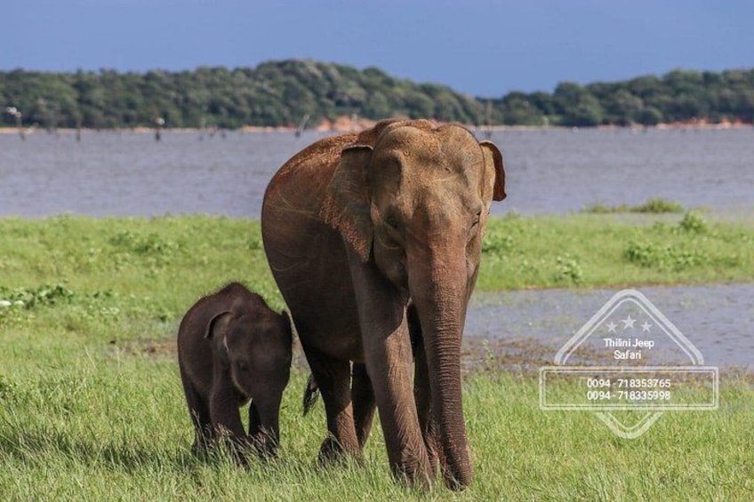 En elefant och en ung elefantunge vid en sjö, med en skog i bakgrunden. 1