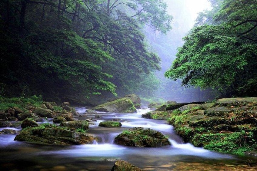 A forest stream with moss-covered rocks and dense green foliage. 3