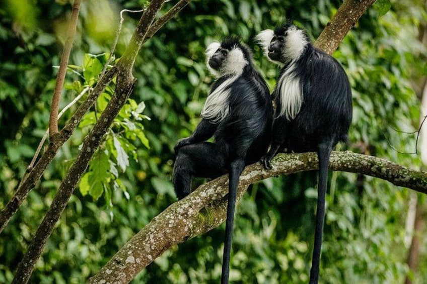5 Day Rwanda Gorilla, Chimpanzee, and Game Safari 3