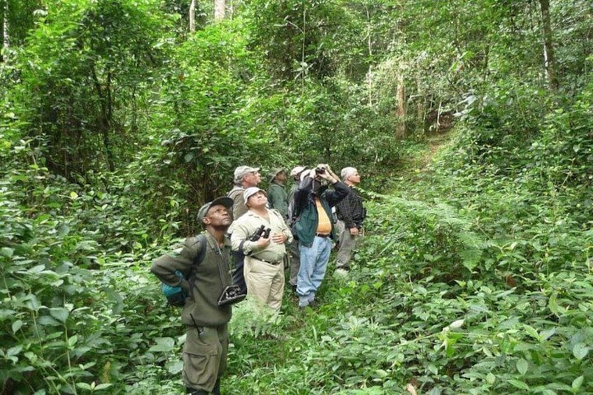 5 Day Rwanda Gorilla, Chimpanzee, and Game Safari 2