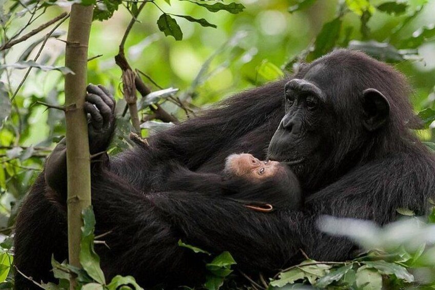 A chimpanzee holding a baby chimpanzee in a forested area. 1