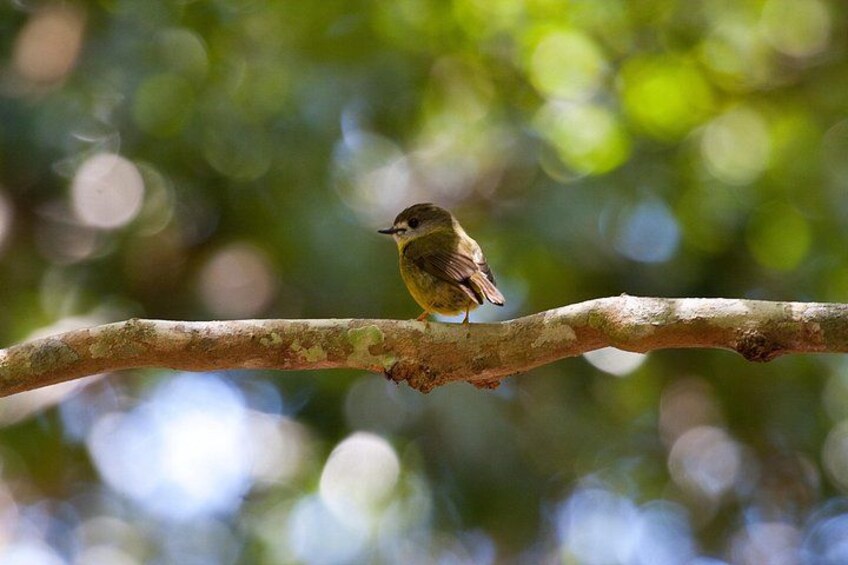 Yellow Robin 5