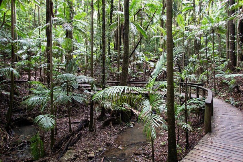The boardwalk up the the Green Falls surrounded by Piccadeen Palms and Tree Ferns. 2