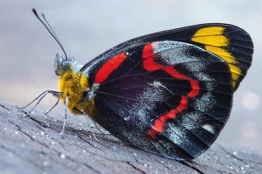 Jezebel butterfly 2