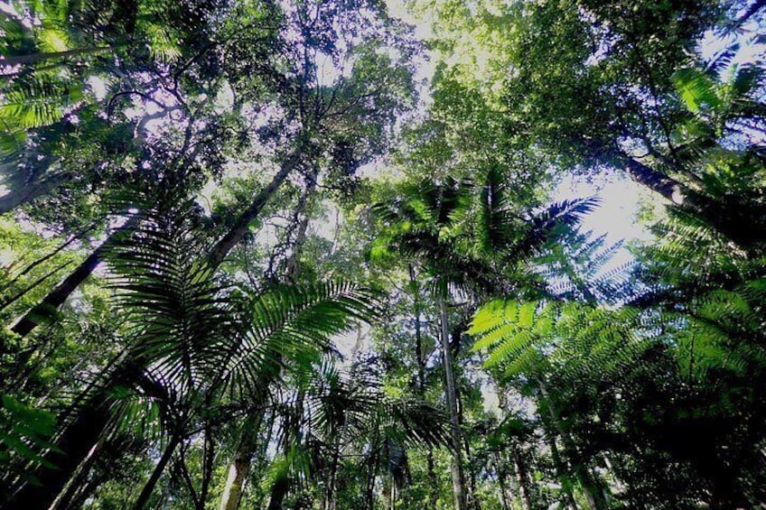 Canopy 3