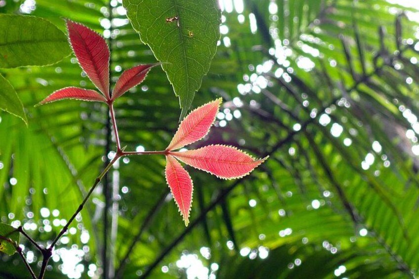 Beautiful colors in the canopy with new leaves. 2