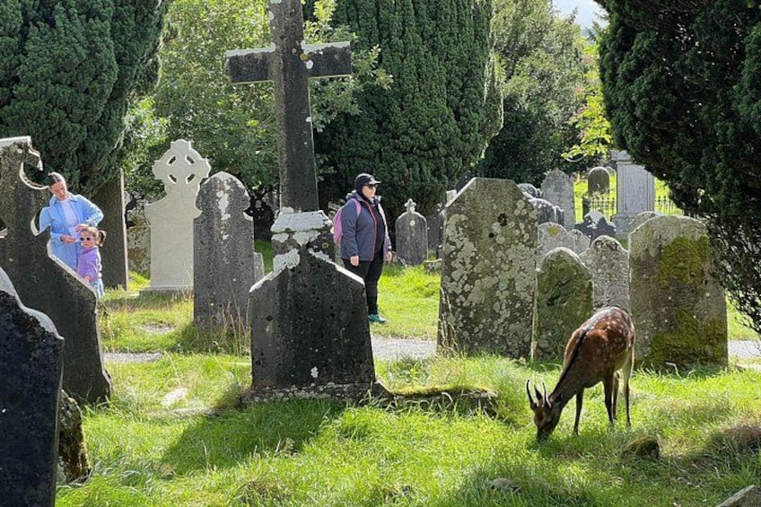Day Trip to Glendalough and Wicklow Mountains 5