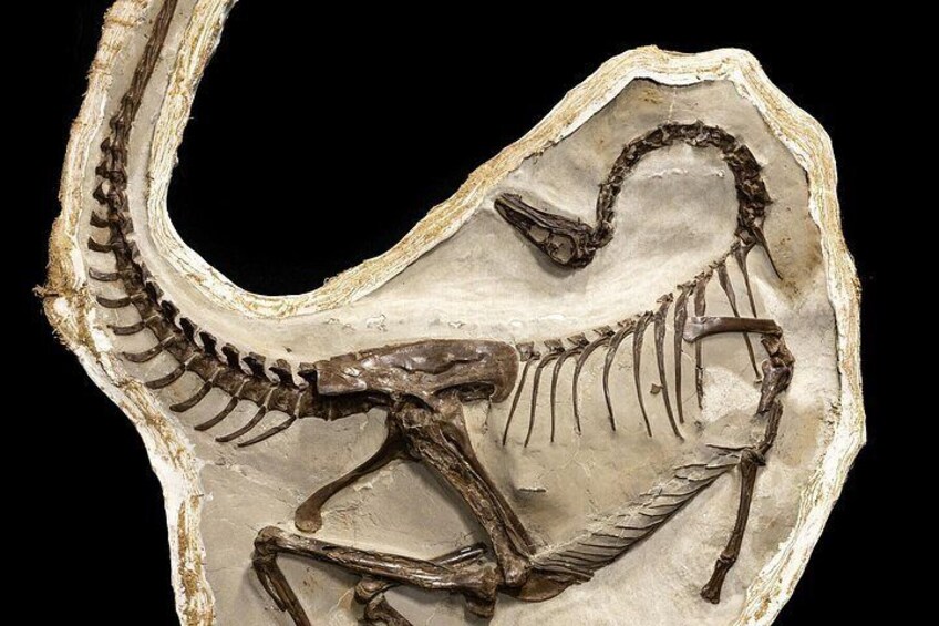 Private Banff/Canmore BAD LANDS Tour with Royal Tyrrell Museum 9H 5