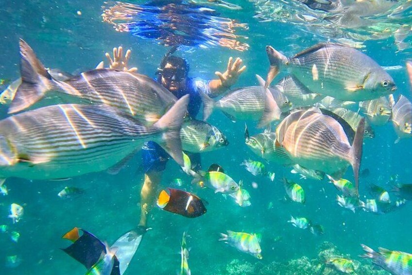 Une personne faisant de la plongée avec tuba au milieu de grands poissons à rayures et de petits poissons aux couleurs vives, dans une eau bleue et limpide. 4